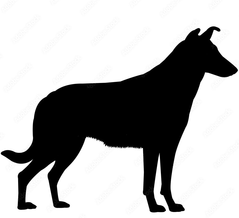 Korthårig Collie-motiv väggdekoration närbild